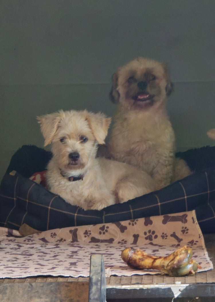 DOGGY DAYCARE AT HOWARD FARM