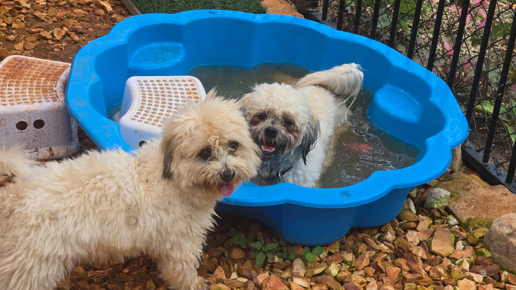DOGGY DAYCARE AT HOWARD FARM