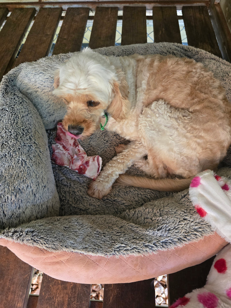 DOGGY DAYCARE AT HOWARD FARM