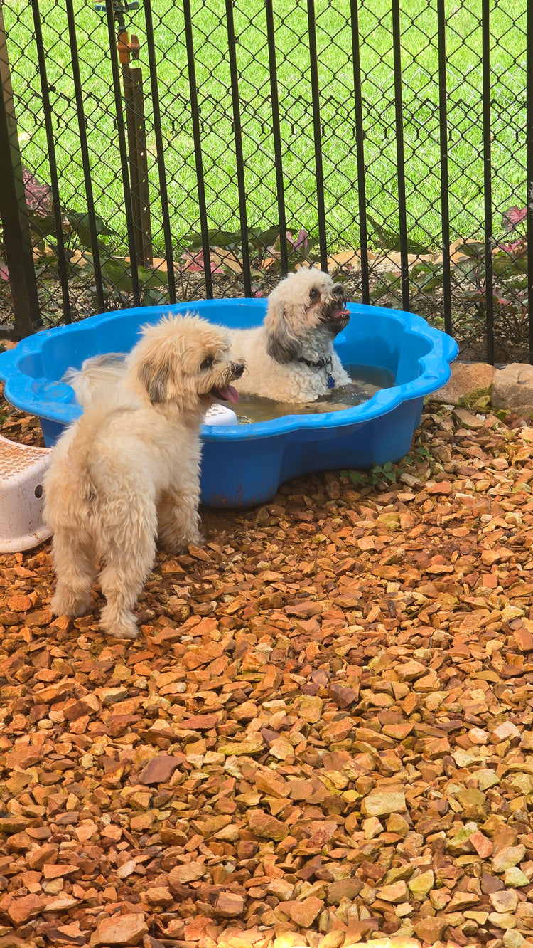 DOGGY DAYCARE AT HOWARD FARM