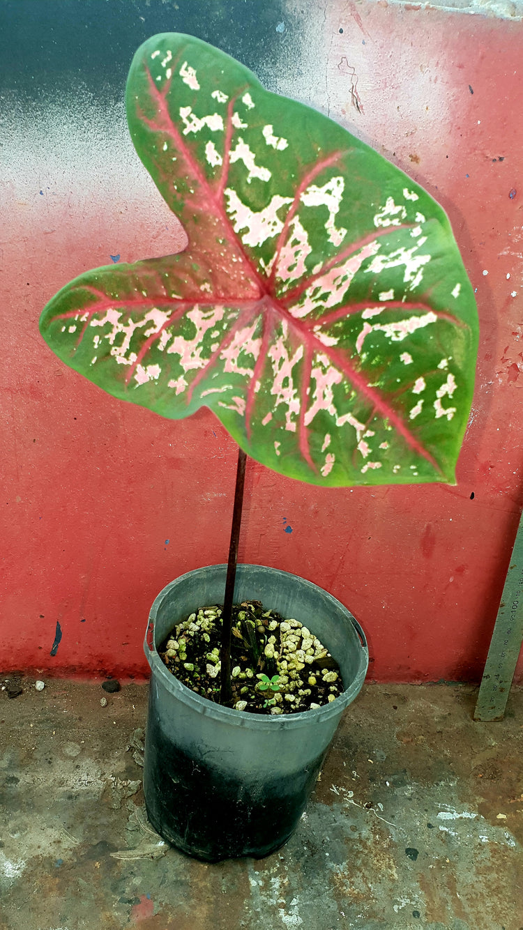Caladium "Carolyn Whorton"