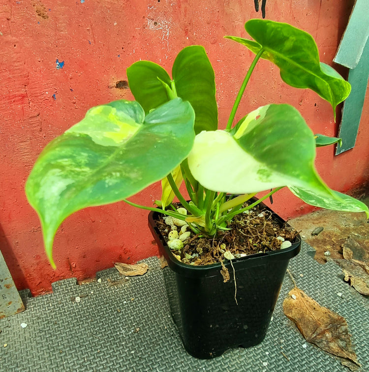 Philodendron Burle Marx Variegated