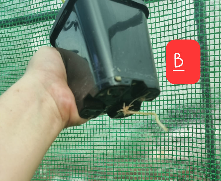 Philodendron Burle Marx Variegated