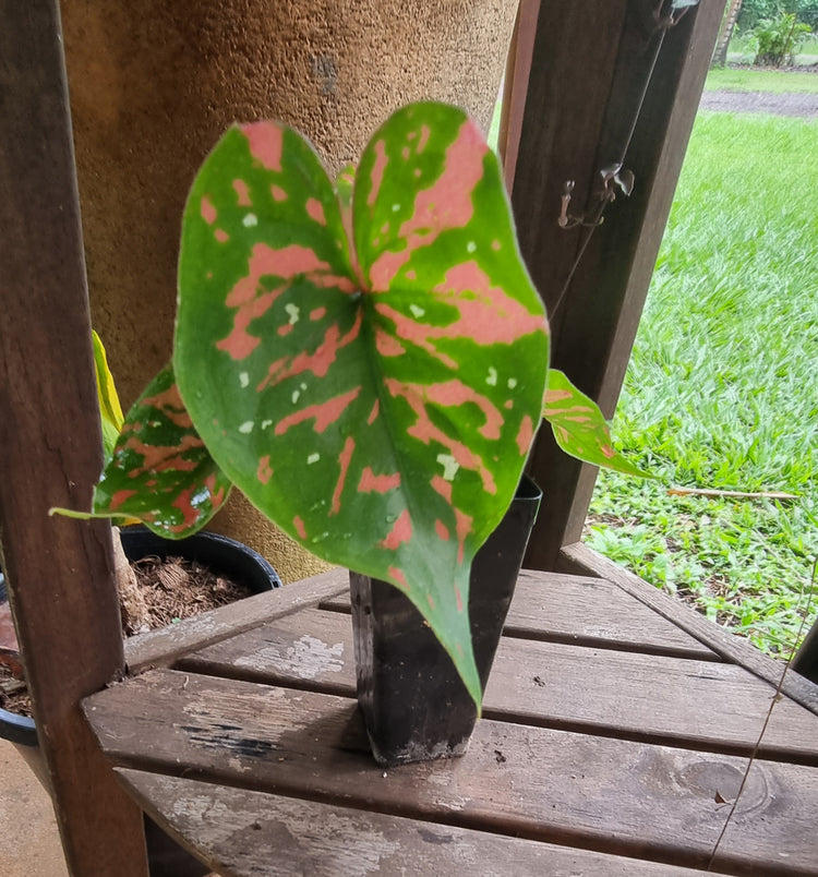 Caladium "Poison Dart Frog"