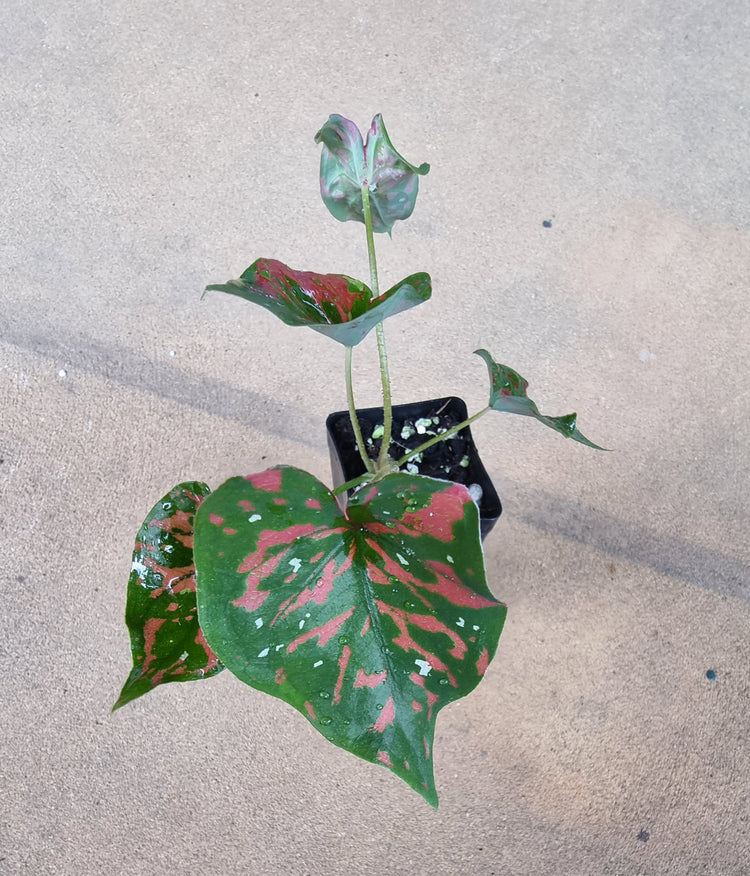 Caladium "Poison Dart Frog"