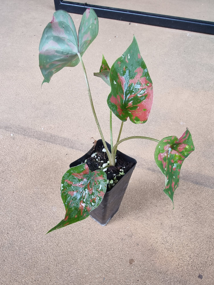 Caladium "Poison Dart Frog"