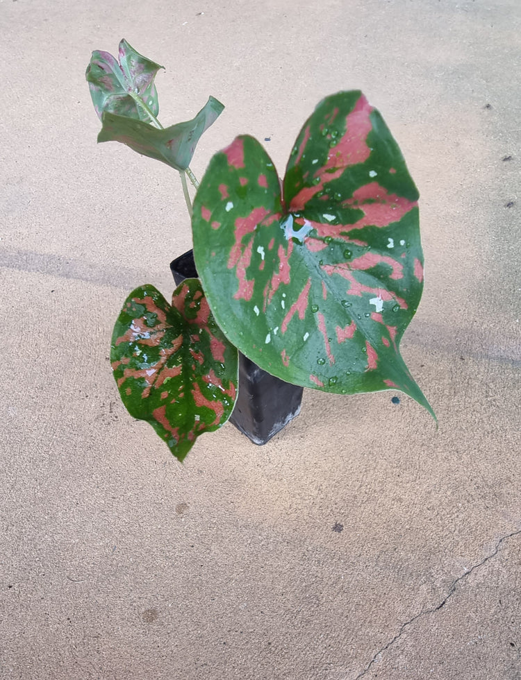 Caladium "Poison Dart Frog"