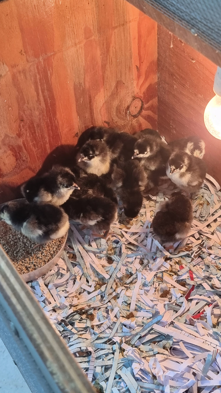 Blue Australorp Chicks