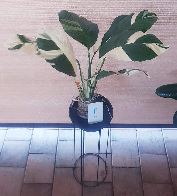 Spathiphyllum Peace Lily - Limited Stock