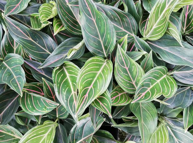 Aglaonema "Red Vein"