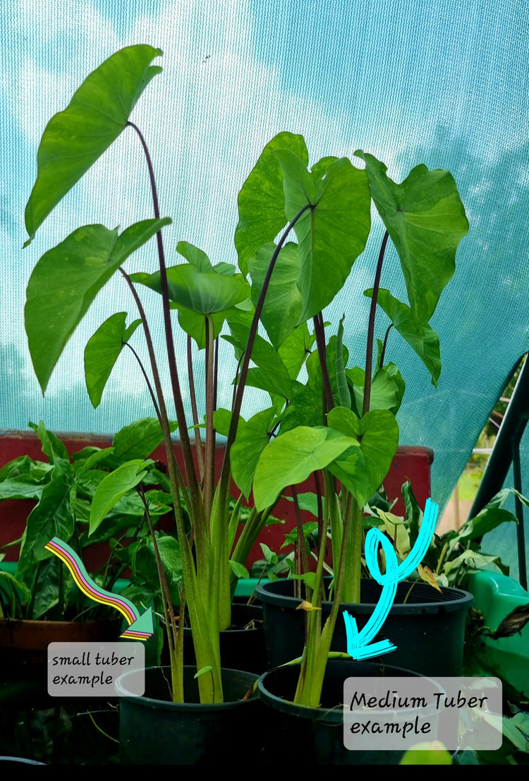 Colocasia 'Midori Sour'