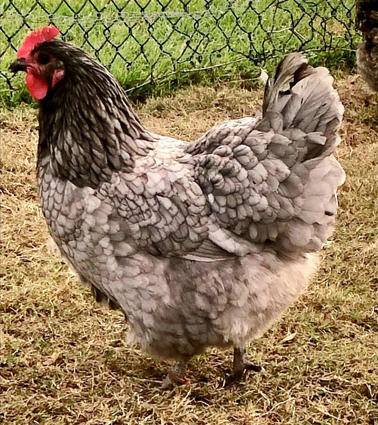 Blue Australorp Laying Hens