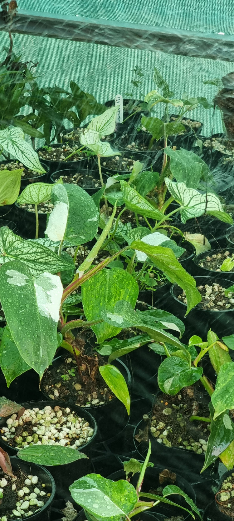 Philodendron White Princess