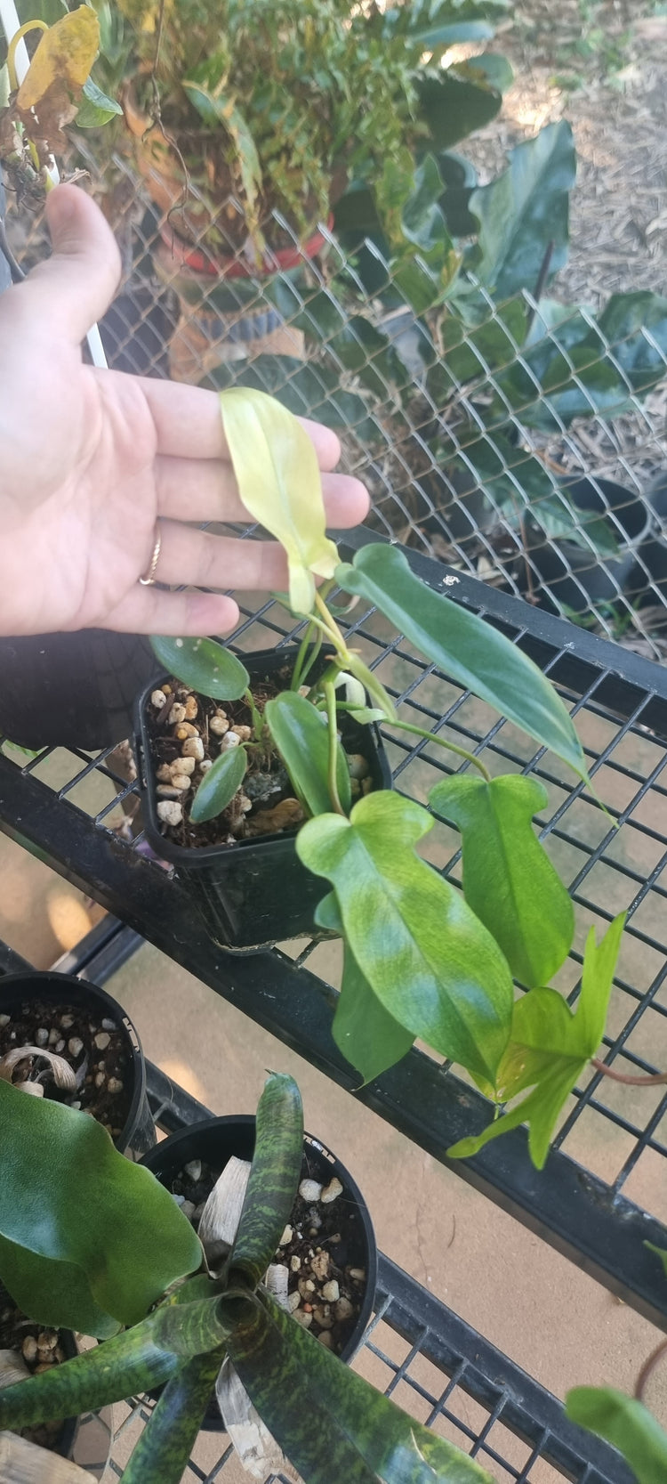 Philodendron Florida Ghost