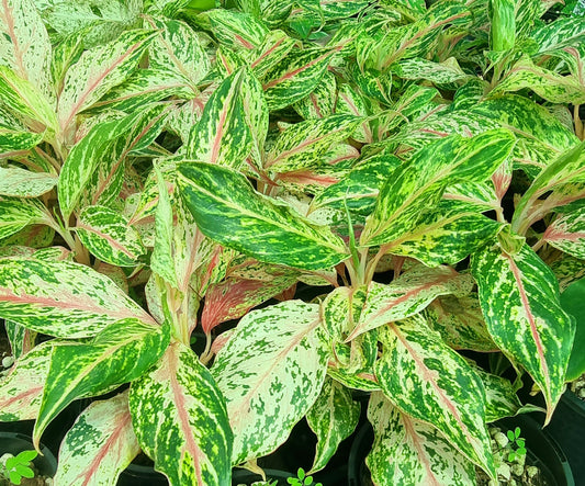 Aglaonema 'Red Fire'