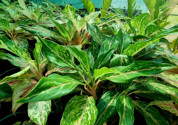 Aglaonema 'Red Fire'