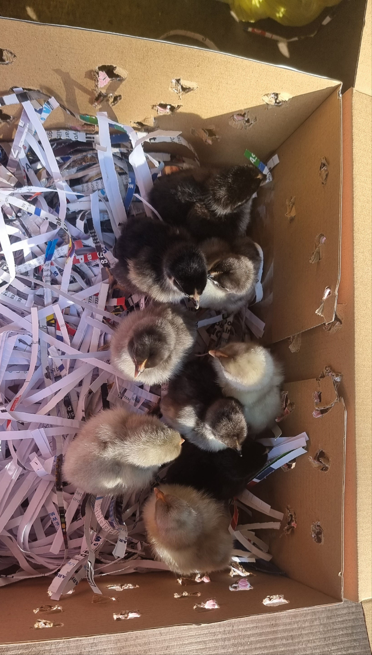 Blue Australorp Chicks