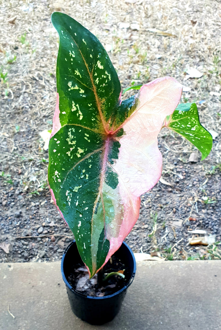 Caladium "Darwin Splash"