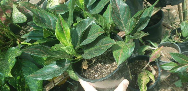 Aglaonema "Red Vein"