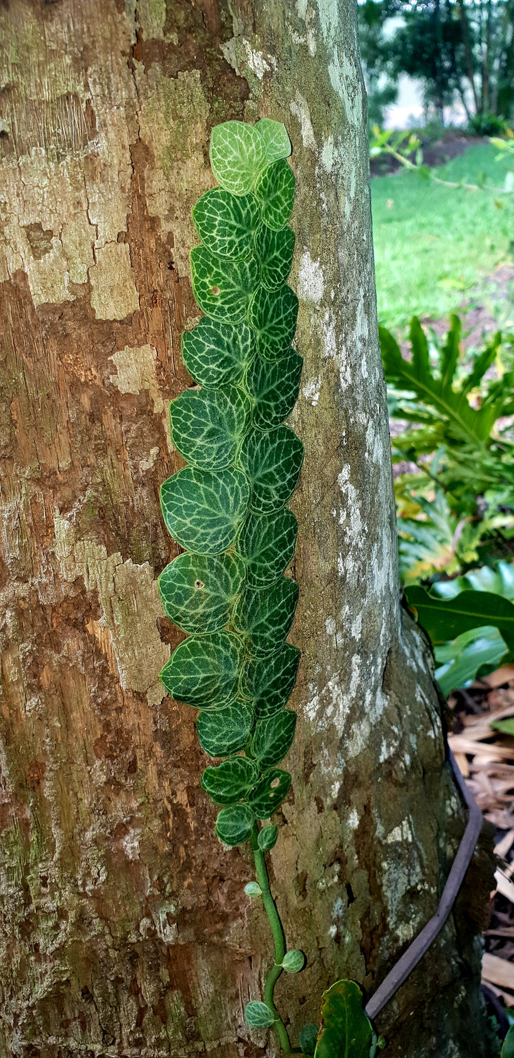 Rhaphidophora Cryptantha - Cutting