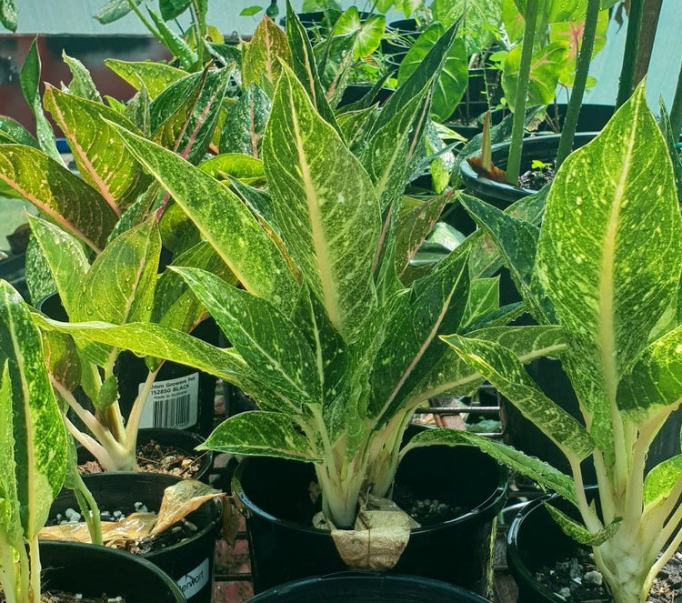 Aglaonema "Hybrid NOID"