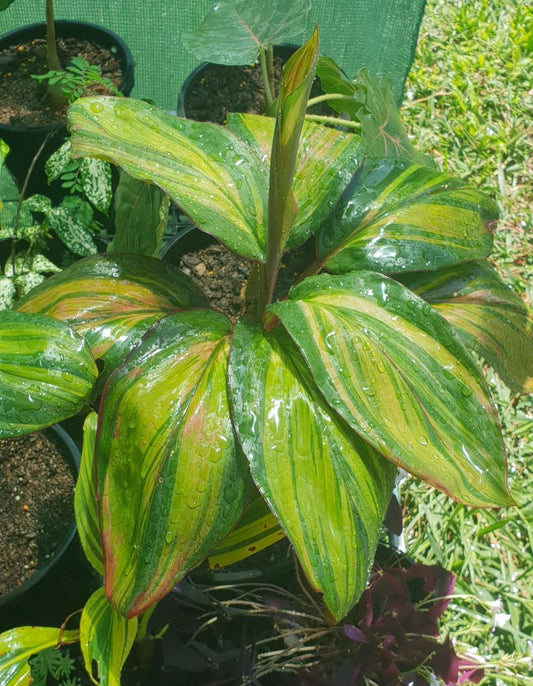 Cordyline Fruticosa 'Willy's Gold'