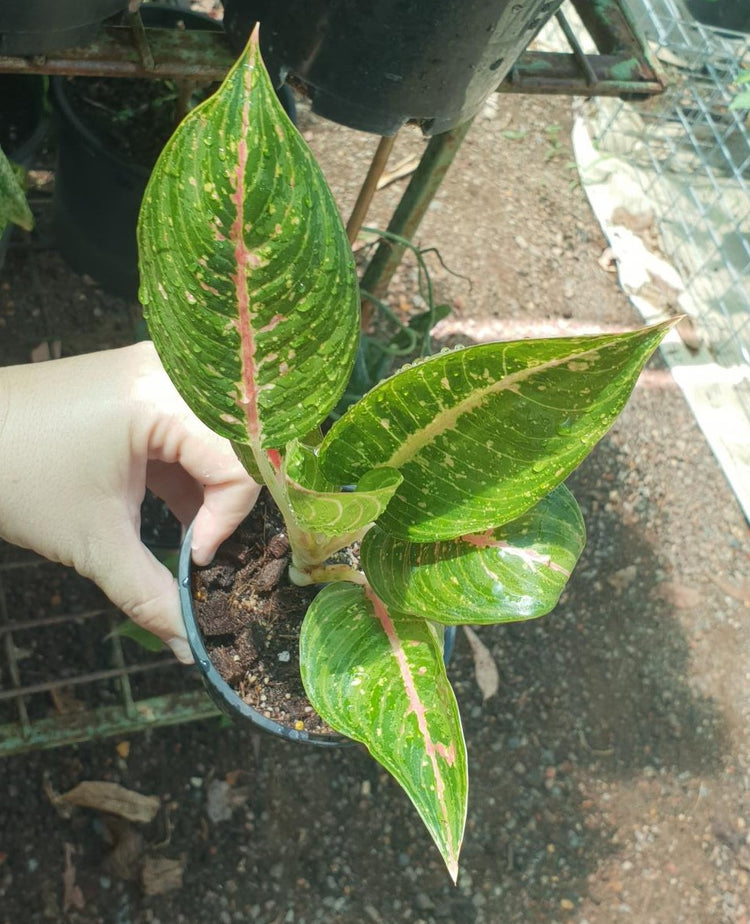 Aglaonema "Hybrid NOID"