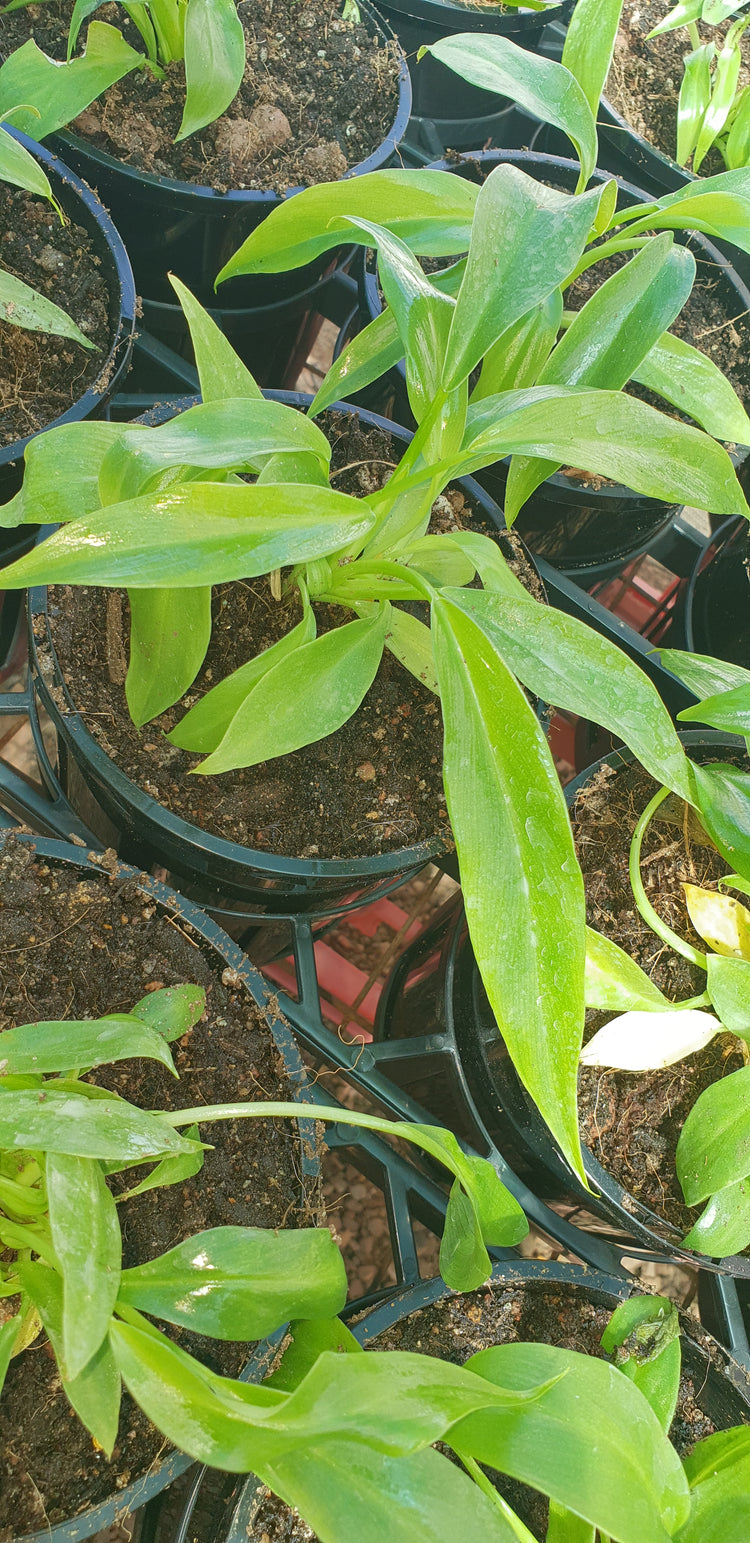 Philodendron "Heather May"