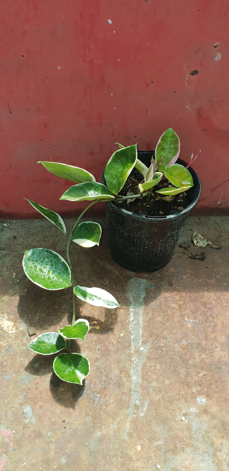 Hoya Carnosa "Krimson Queen"