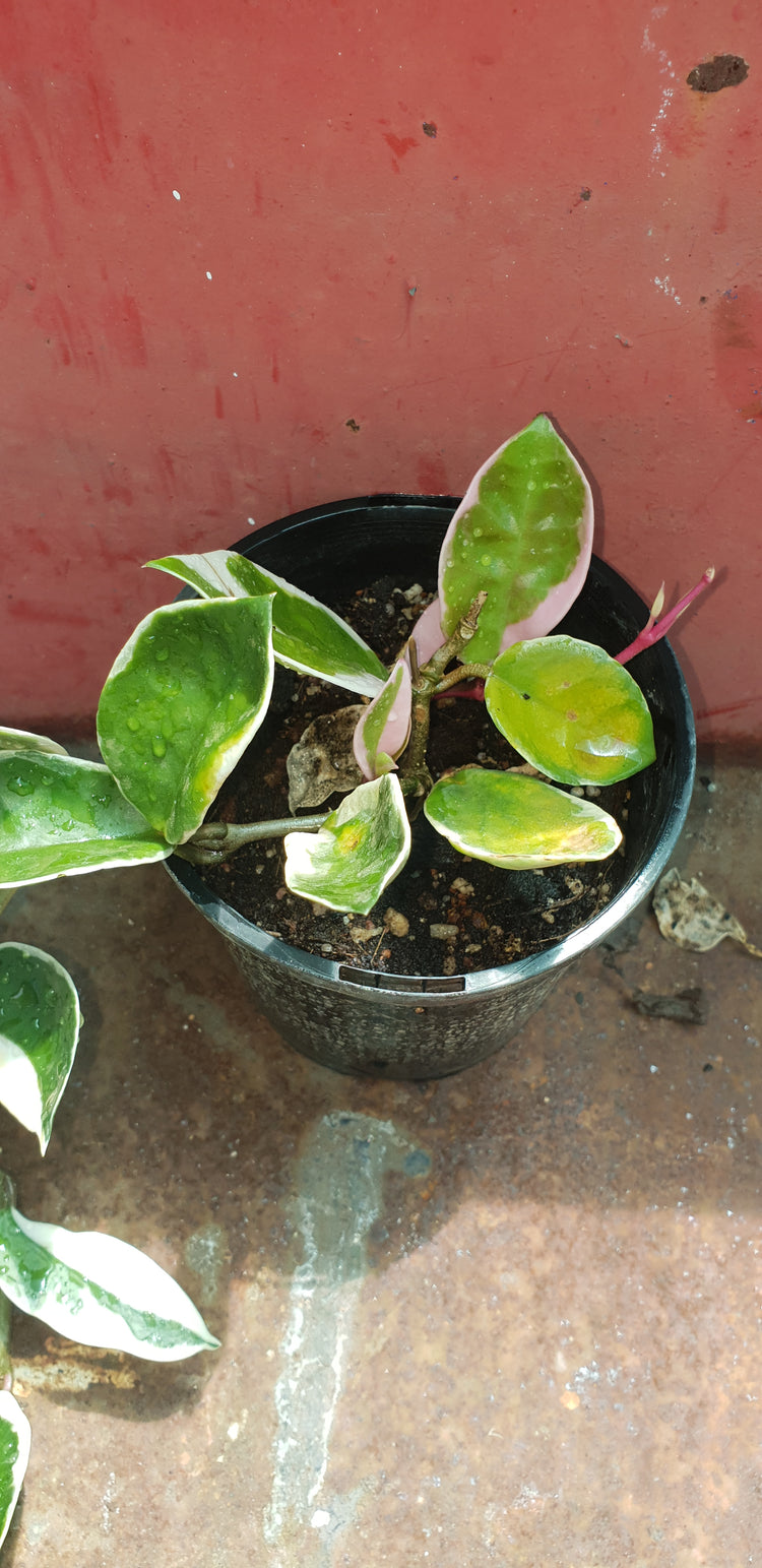 Hoya Carnosa "Krimson Queen"