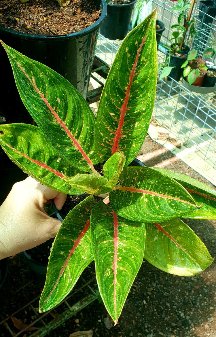 Aglaonema "Hybrid NOID"