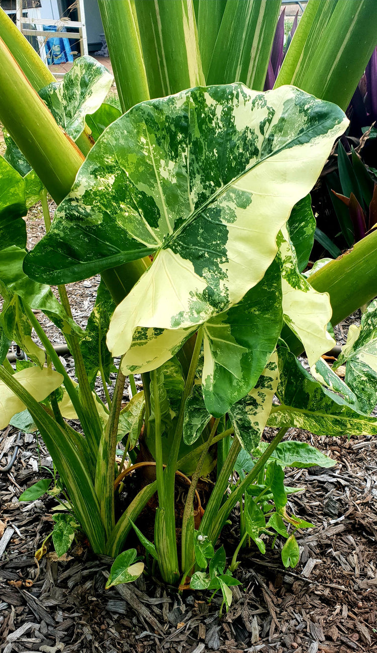 Alocasia Macrorrhiza Variegata