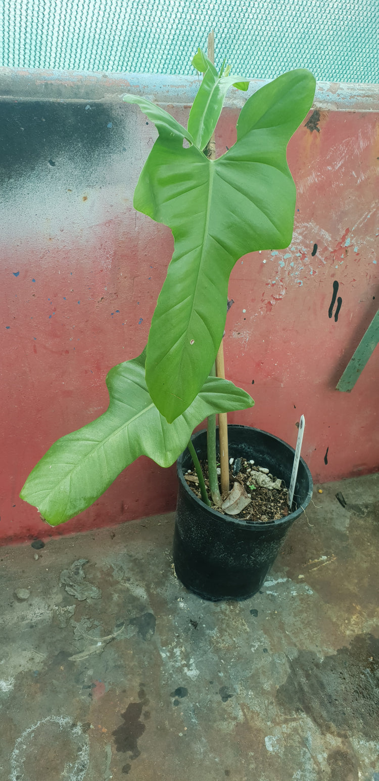 Philodendron Bipennifolium [Horse Head]