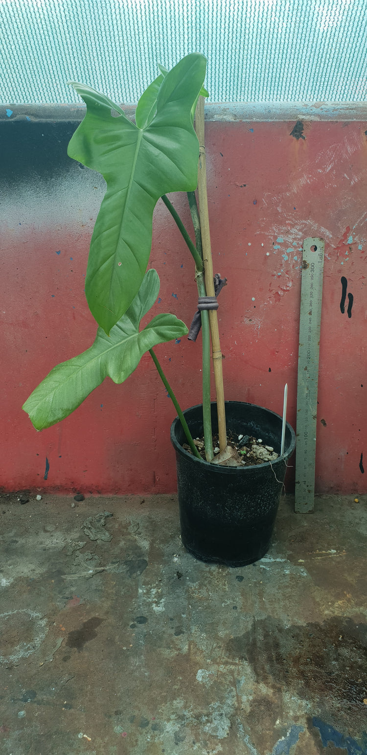 Philodendron Bipennifolium [Horse Head]