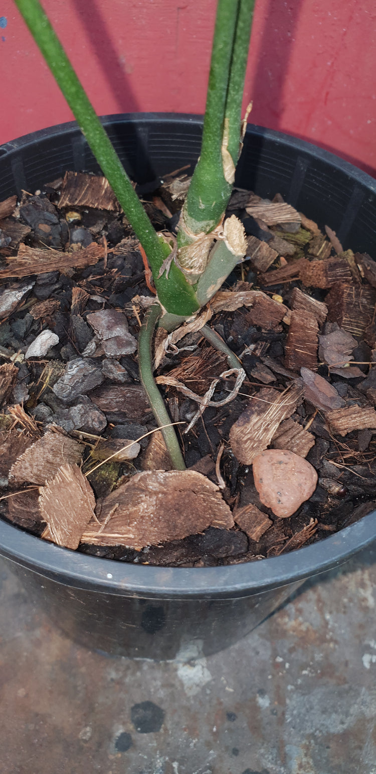 Anthurium Pentaphyllum