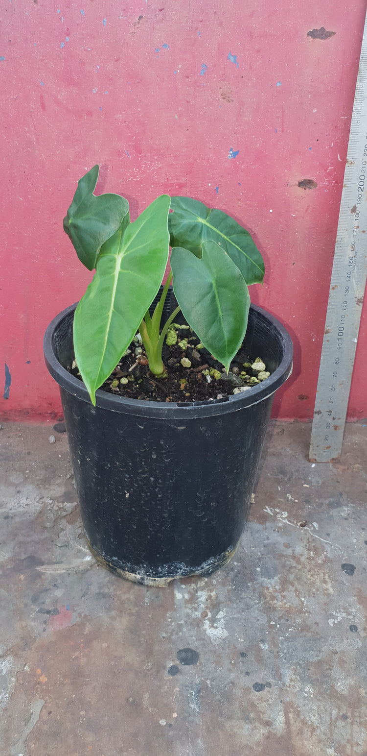 Alocasia Green Velvet