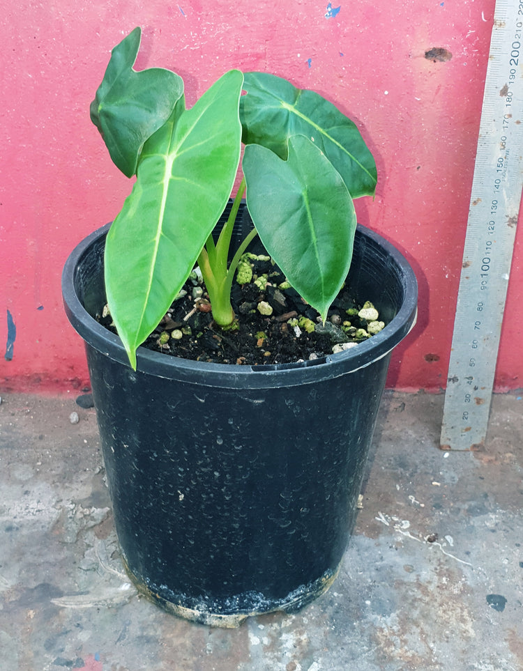 Alocasia Green Velvet