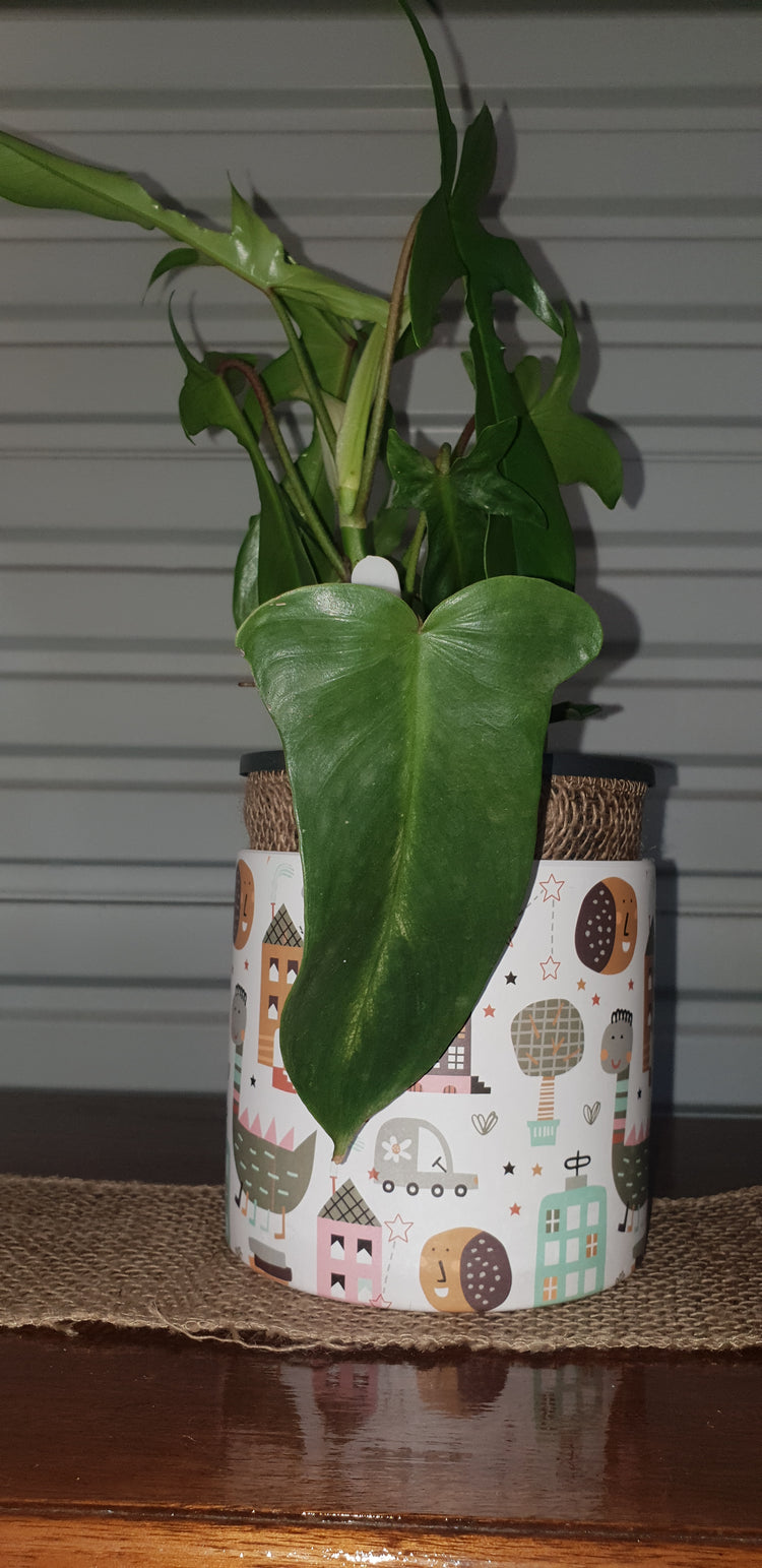 Philodendron Florida Beauty - NOT PEDATUM