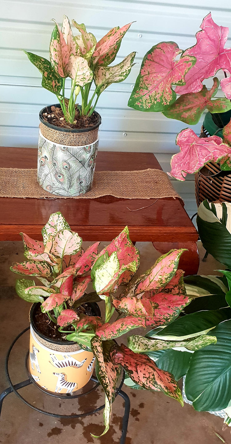 Aglaonema "Lady Valentine"