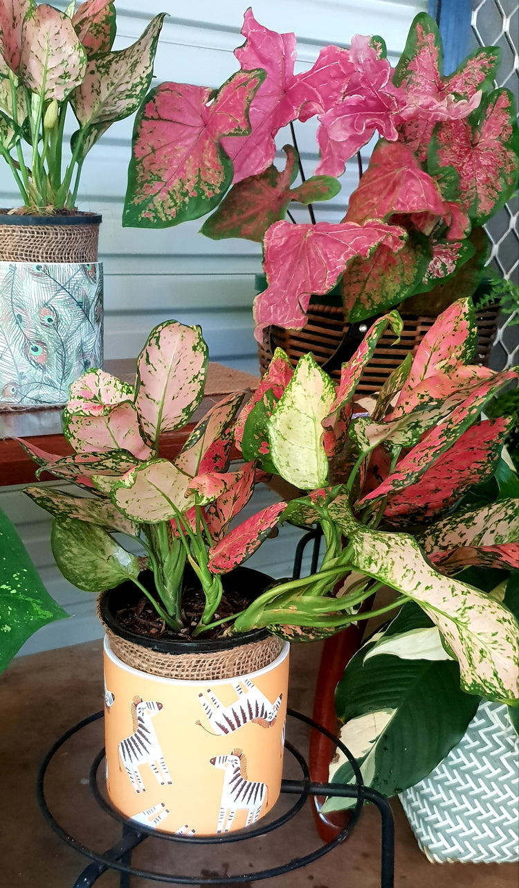 Aglaonema "Lady Valentine"