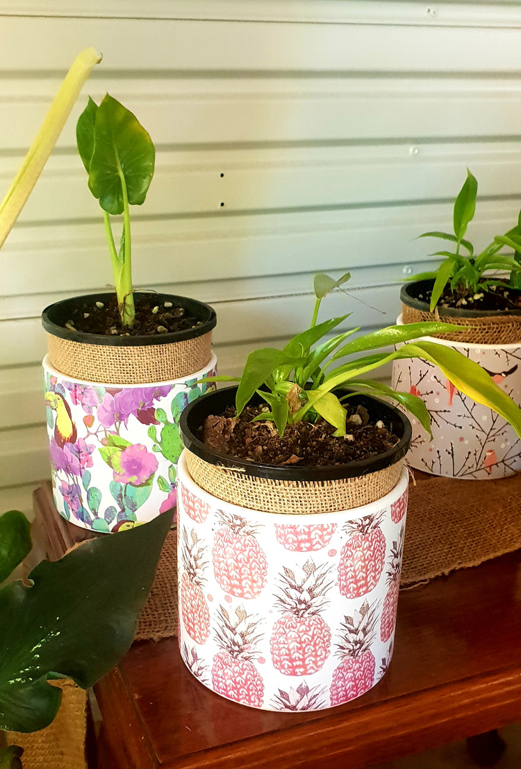 Alocasia Calidora