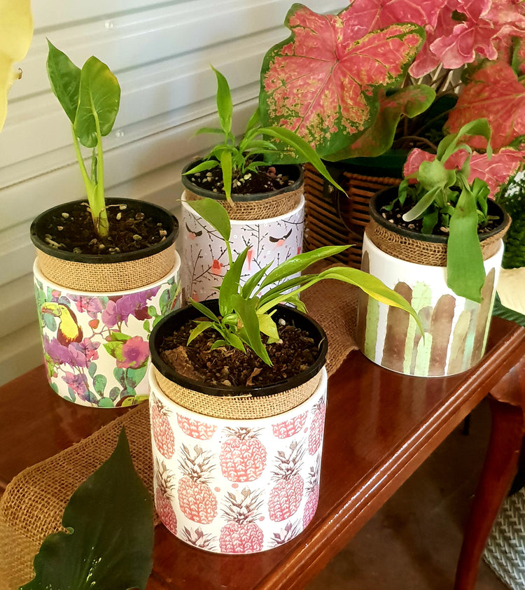 Alocasia Calidora