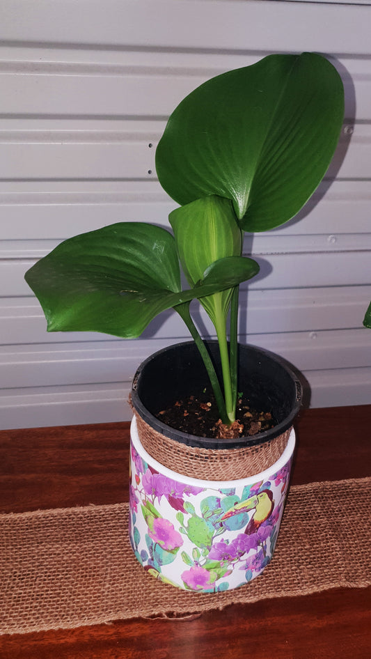 Cardwell Lily - NO POT