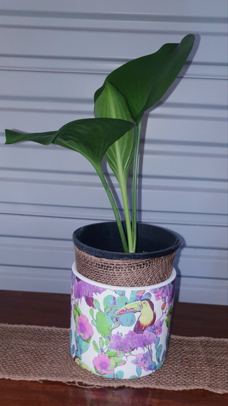 Cardwell Lily - NO POT