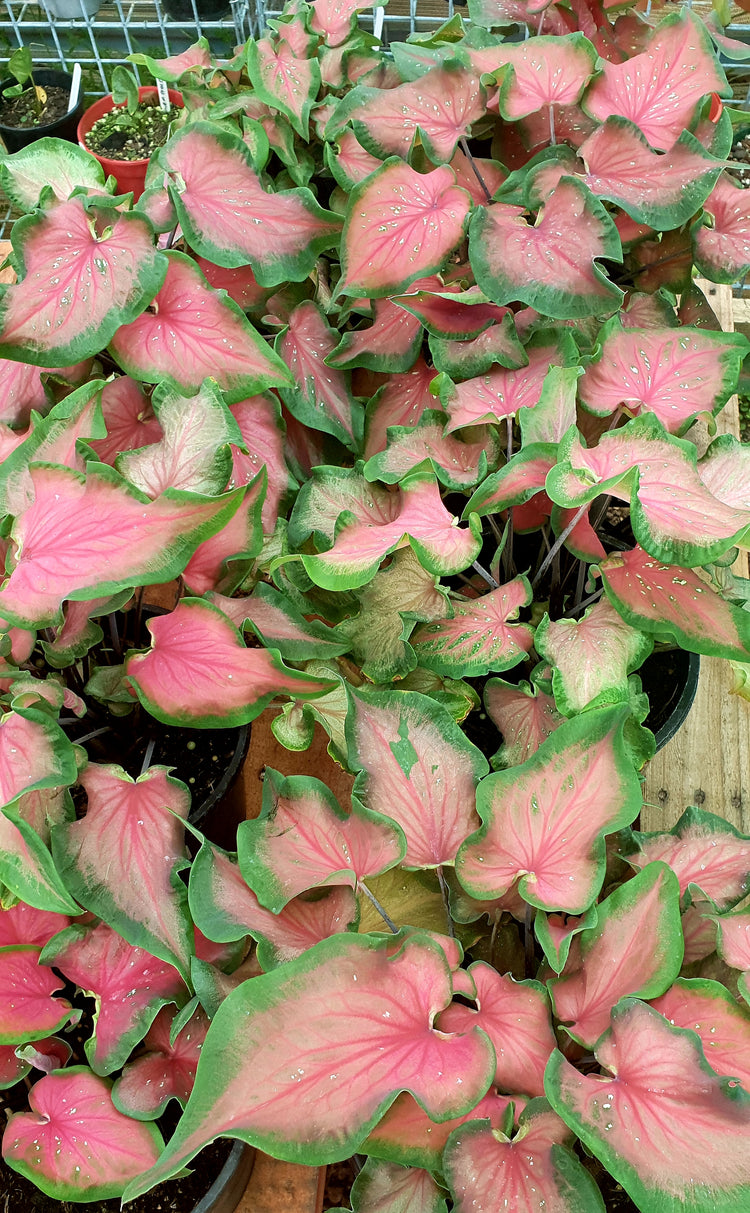 Caladium 'Dragon Heart Dwarf'