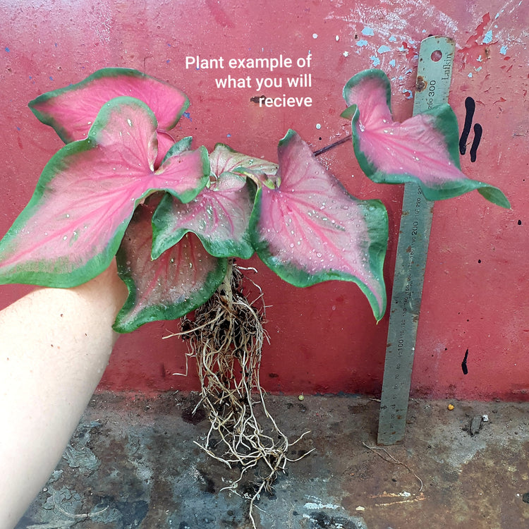 Caladium 'Dragon Heart Dwarf'