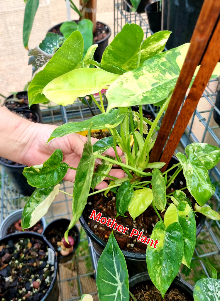 Philodendron Burle Marx Variegated