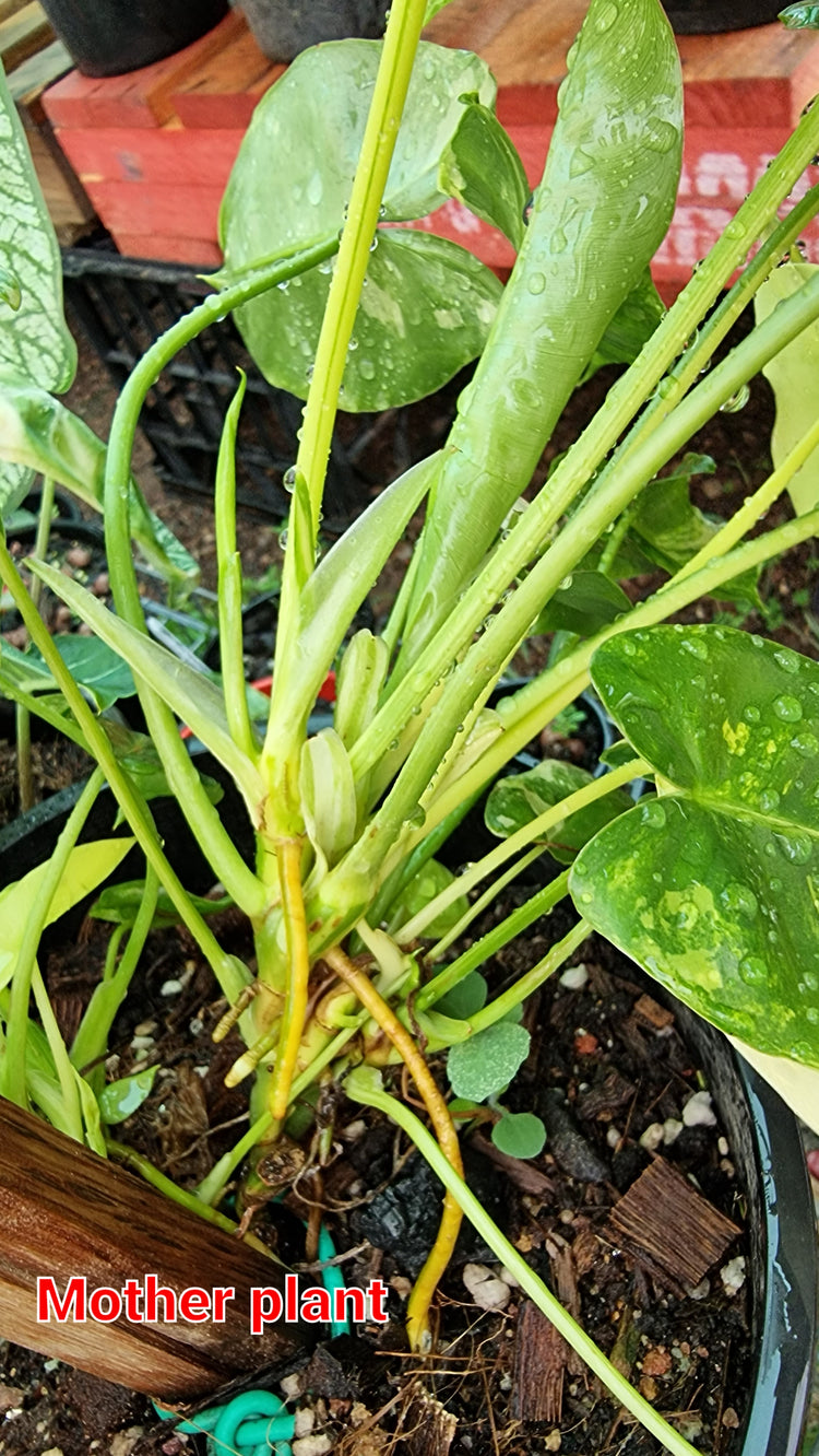 Philodendron Burle Marx Variegated