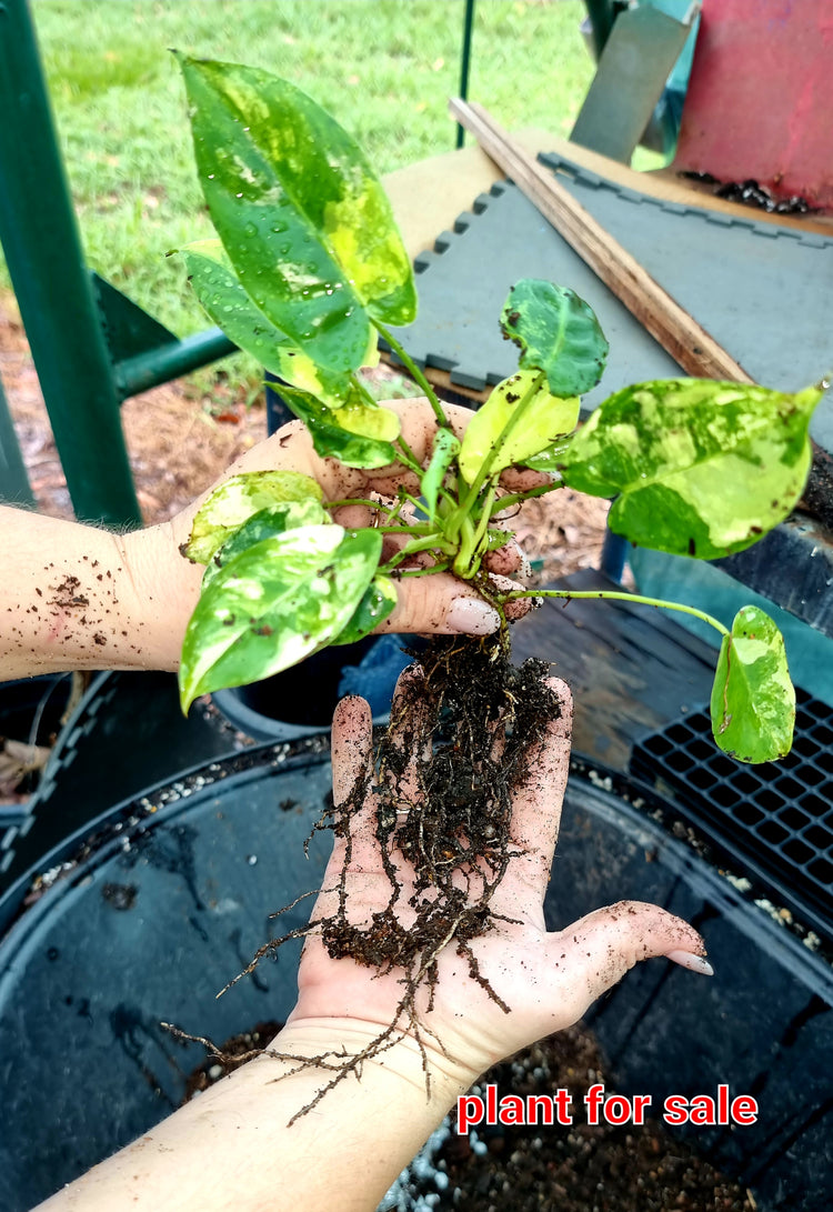 Philodendron Burle Marx Variegated