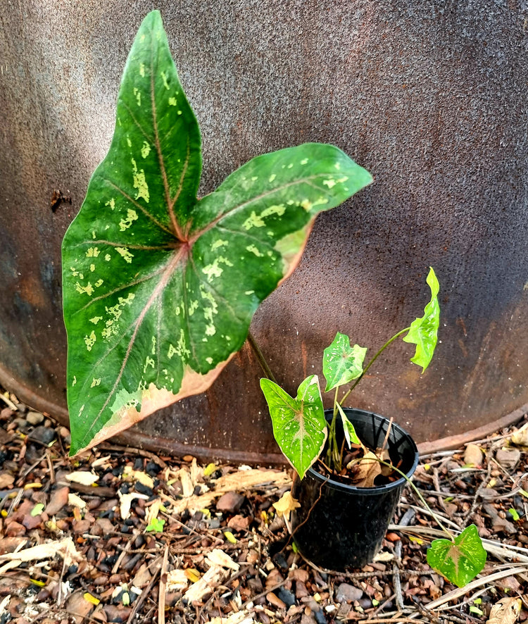 Caladium "Darwin Splash"